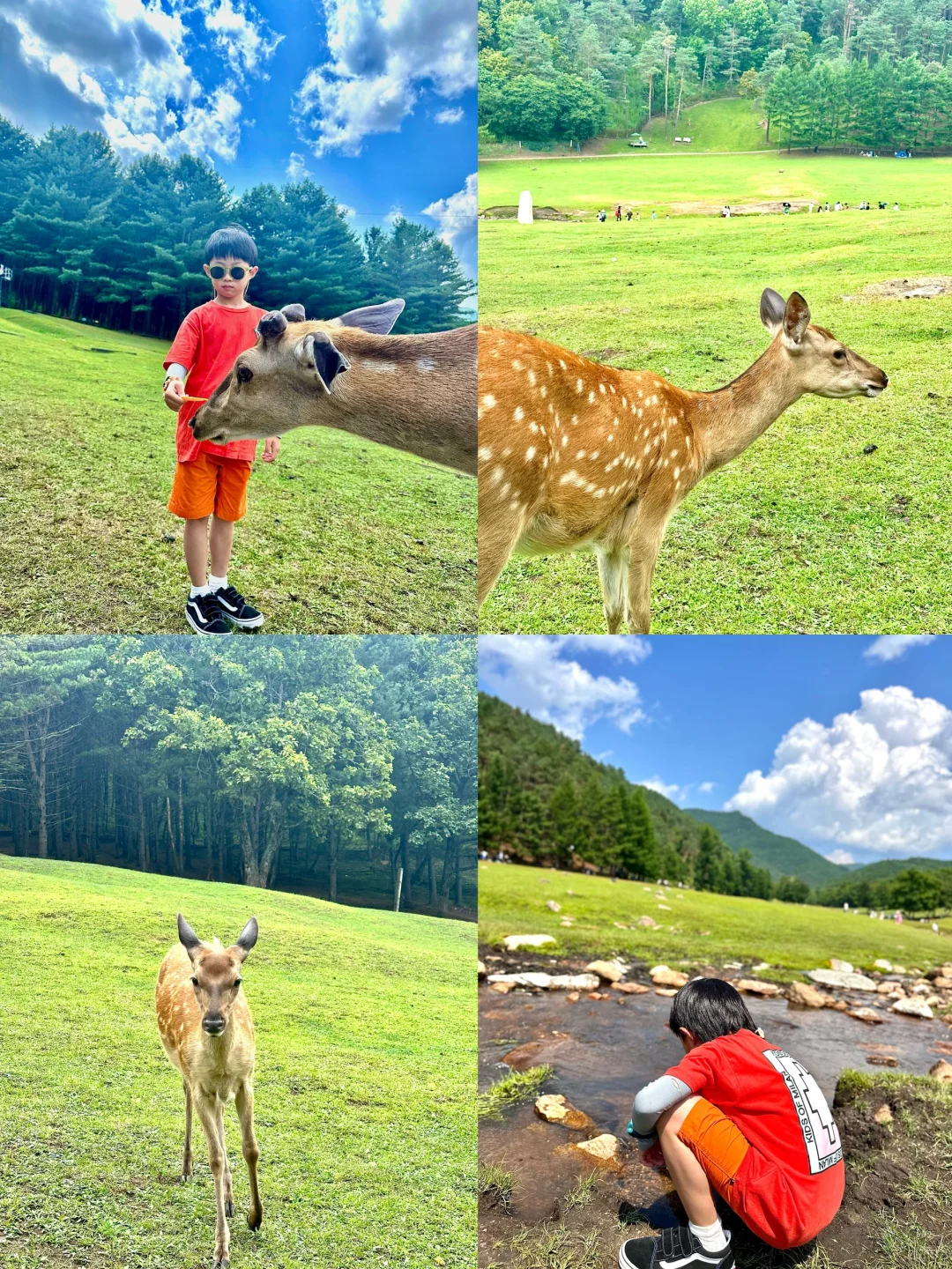 避暑亲子游｜来伊春玩太适合了!🦌🐿️