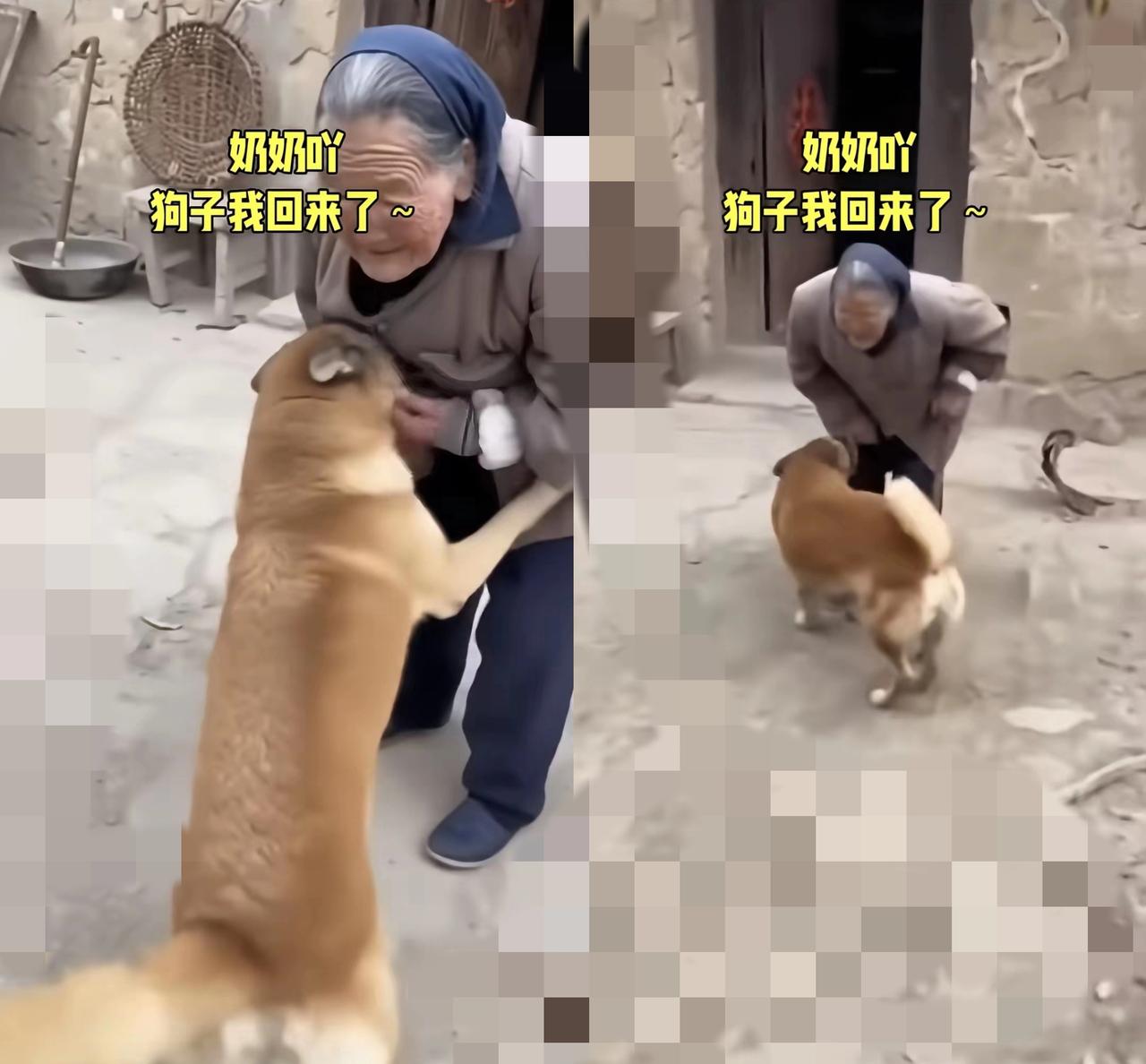 狗狗消失7天，孤寡奶奶哭到眼肿：原来陪伴从不是双向奔赴，而是命中牵挂
 
   