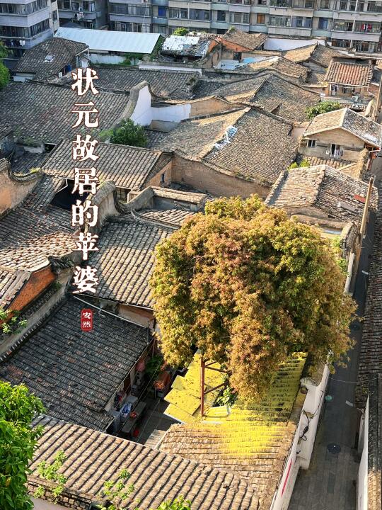 福州古树名木30|状元故居的苹婆