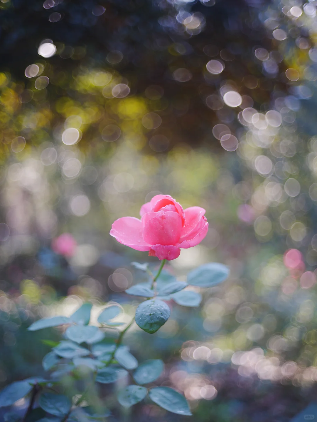 Ricoh理光40mm f1.8旁轴相机镜头改口