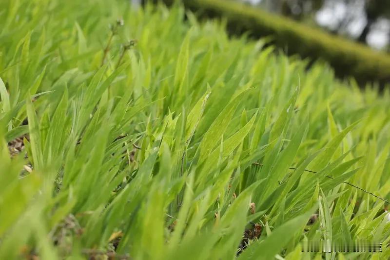 人的生活方式有两种。第一种是像草一样活着，你尽管活着，每年还在成长，但是你毕竟是