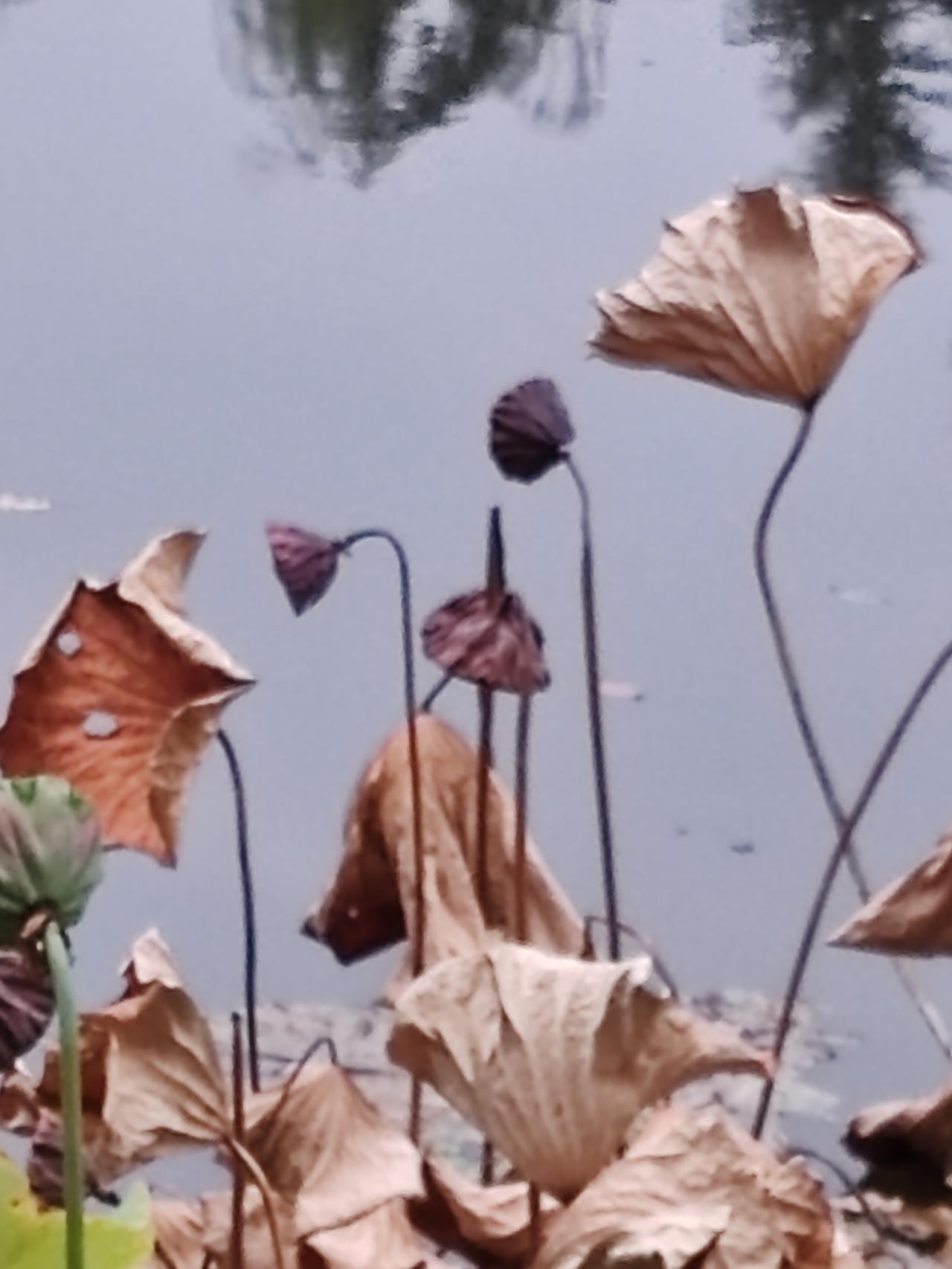 上联：时光无声悄然逝，期待下联白发有色黯然生