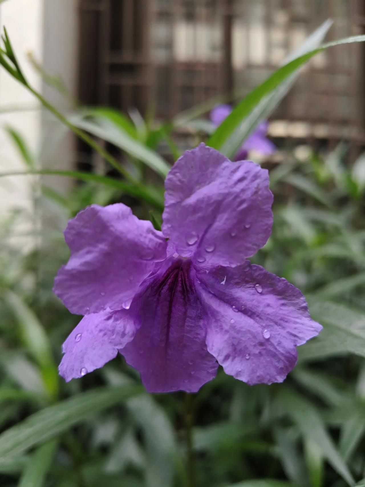 生命力很强大的花。