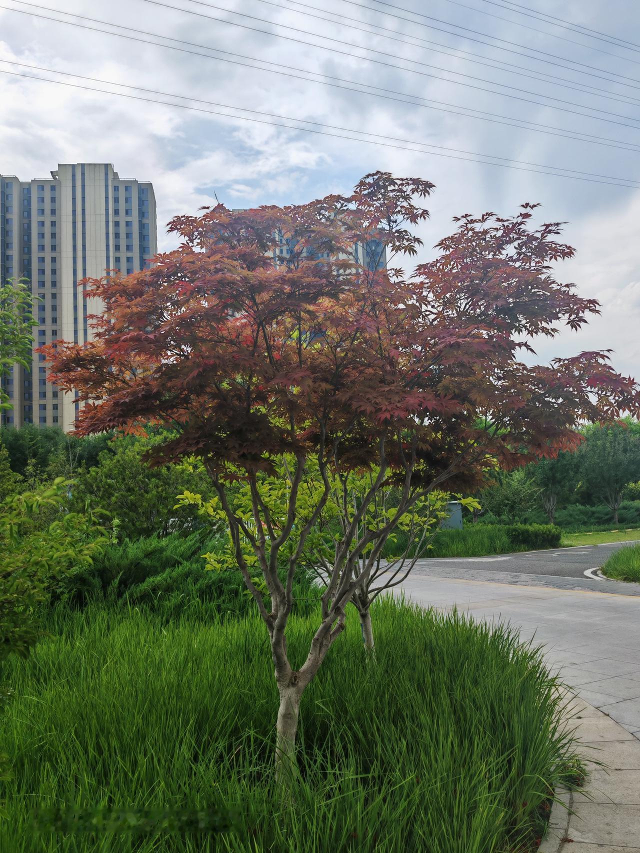 北京通州区梨园南街风景真的绝了，随手一拍都是城市大片。
就说“梨园里”，曾经不起