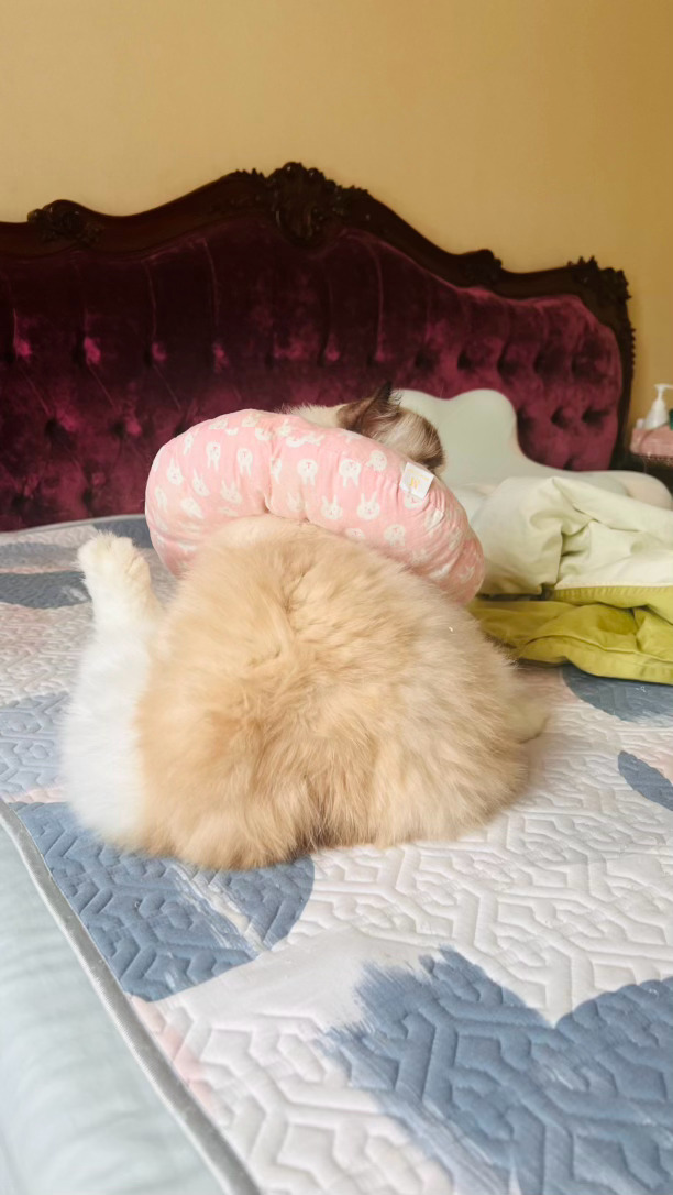 小鸡腿一早就开始努力了