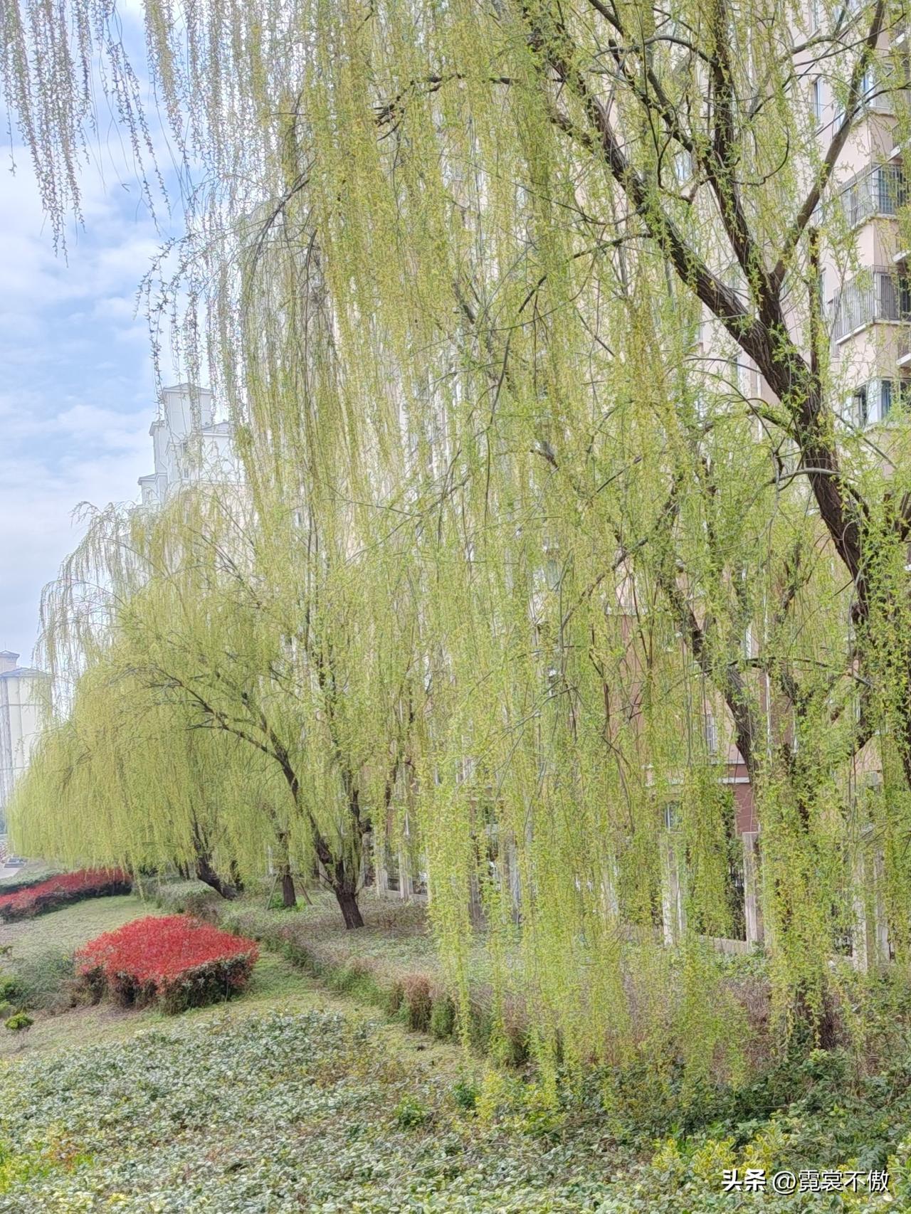 柳树美景每天经过河岸，看见柳树从鹅黄变成了碧绿，像美女的头发，一根一根似瀑布垂下