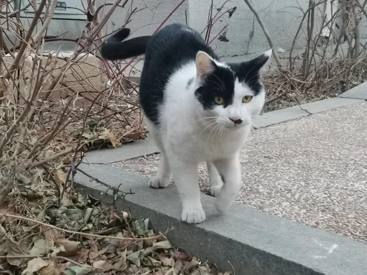 #流浪猫零距离# 看看黄豆那个鬼样子，看见它好朋友不搭理人家，人家想和它亲近它还