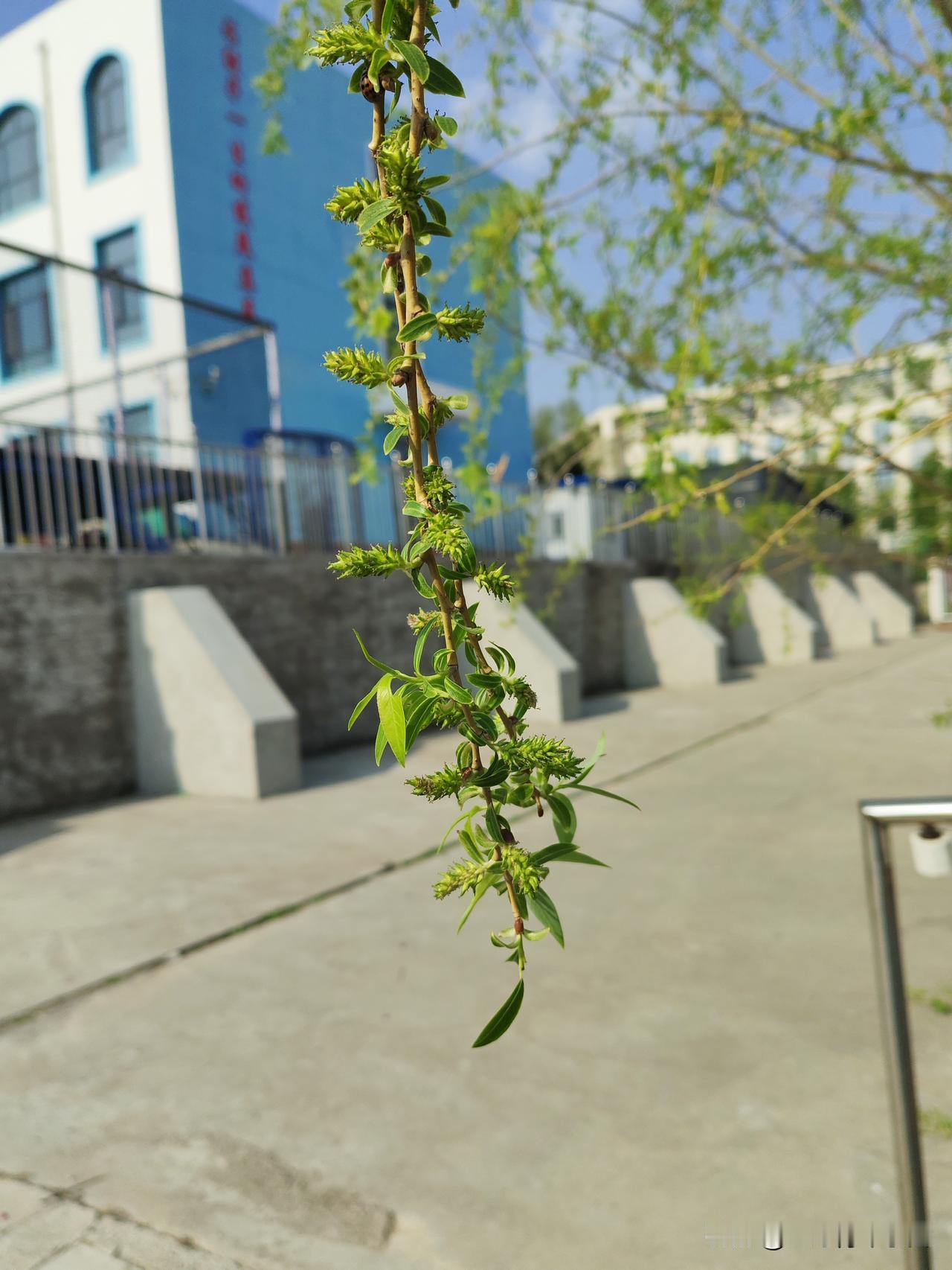 真心话茶局南方的朋友看看，我这里的柳树叶子才这么大，是不是有点不敢信？南北差异实