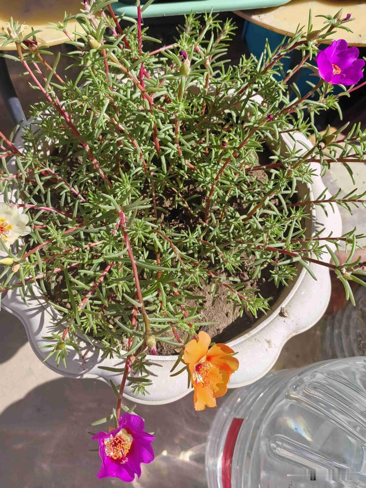 我的今日状态：😁轻松愉快
我这里的天气：☀️晴天

一早平台去浇水，
太阳花盛