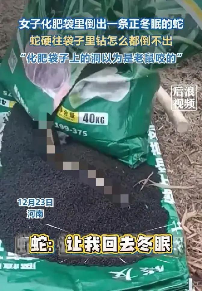 河南李大姐一开春扛袋化肥下地，刚剪口就倒出一条灰扑扑的蛇，盘成麻花还在打瞌睡，吓
