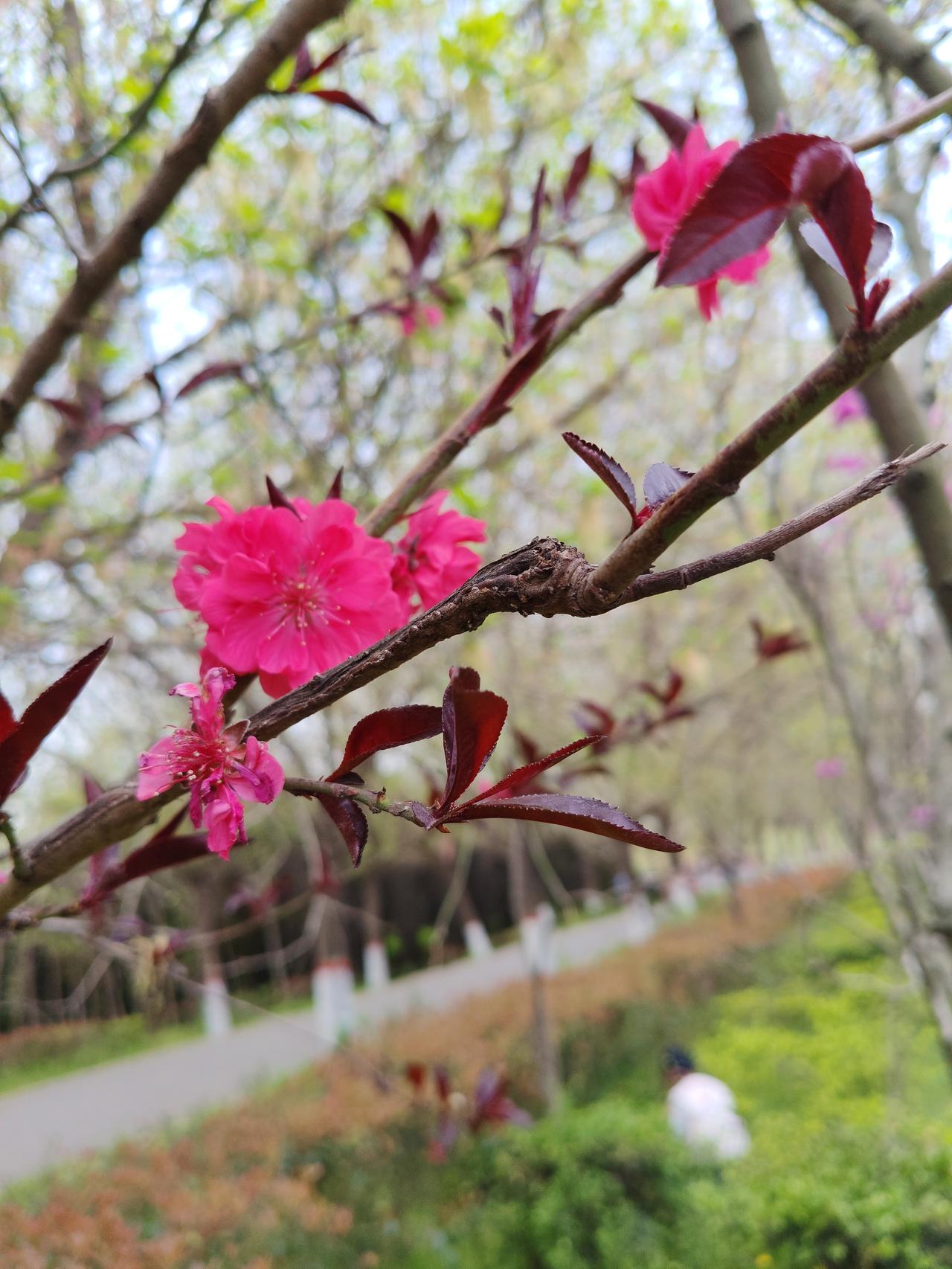 抬头撞见这几朵碧桃，真的被春天狠狠惊艳到了！玫红色的花瓣层层叠叠，配着深紫的新叶