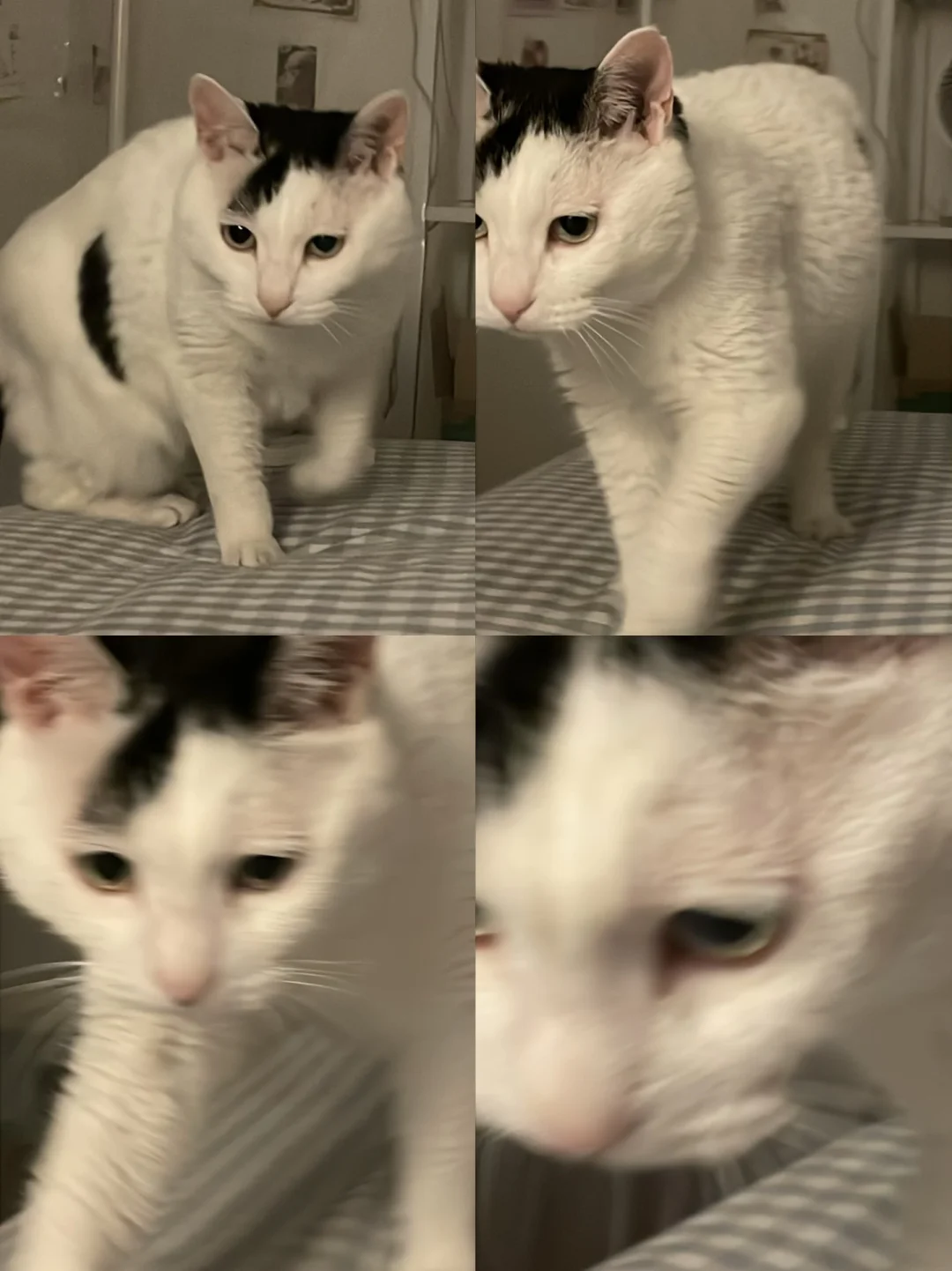 十一岁男猫已经有长寿眉了