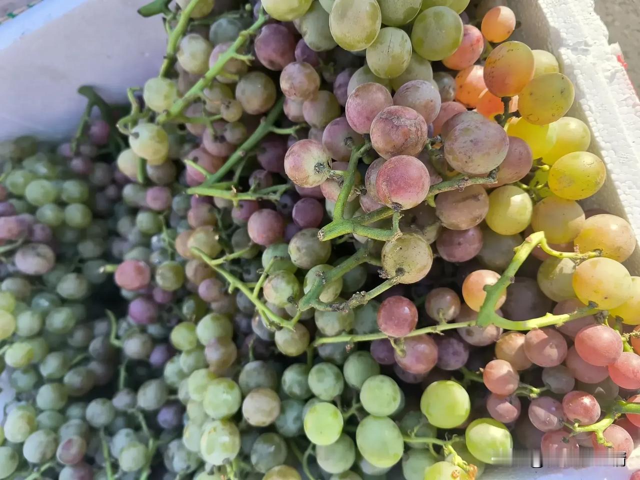 乡村大集惹人爱

这段时间超市的蔬菜水果价格让人难以接受。趁着国庆假期，我喊着先