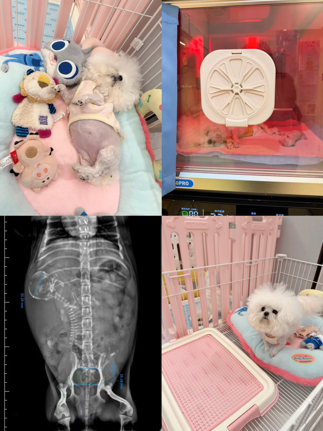 生了，喜提独生子比熊宝宝🐣