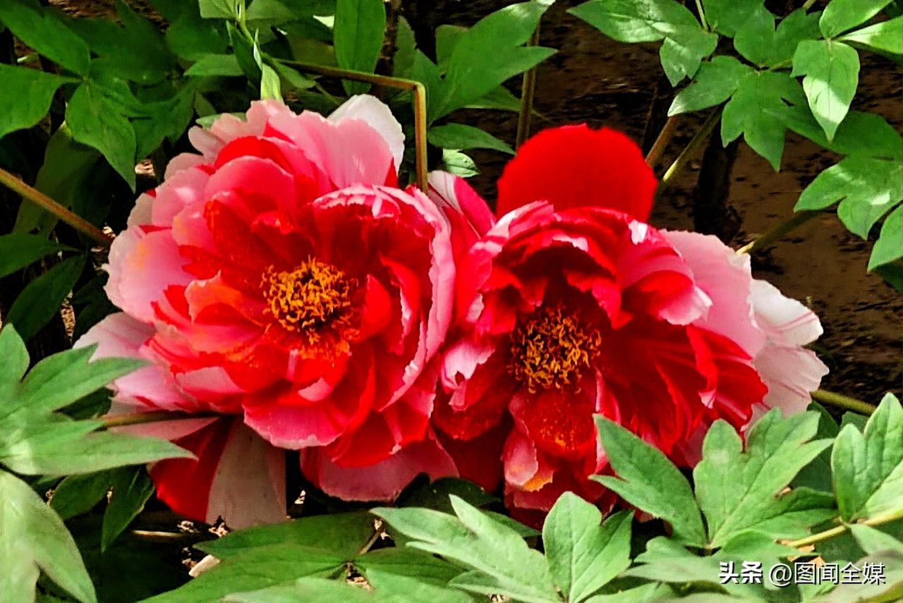 4月6日，西安牡丹苑迎来盛花期。2.4万余株、35个品种牡丹竞相绽放，姚黄、魏紫