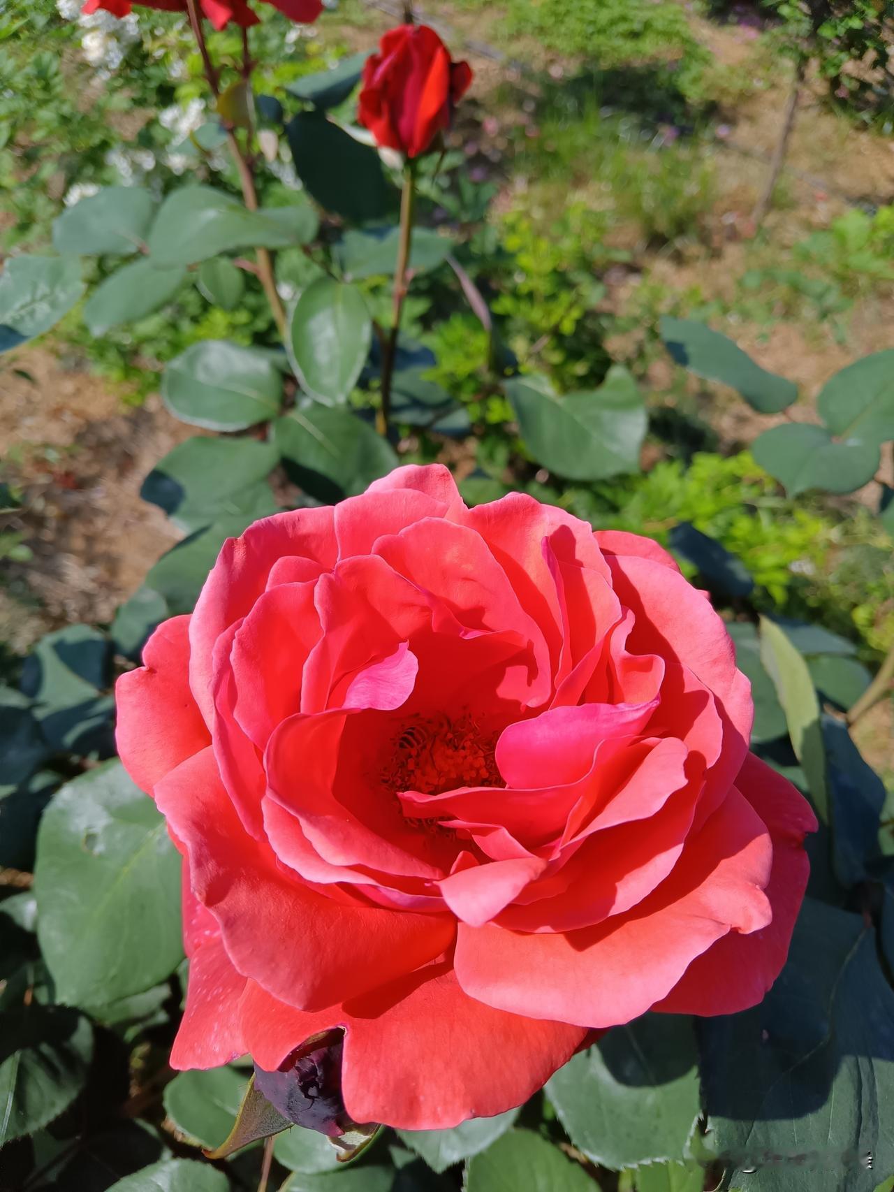 比较喜欢夏天，白天虽然热得不想出门，吹着空调啃西瓜，冰冰凉凉一口下去，燥热瞬间全