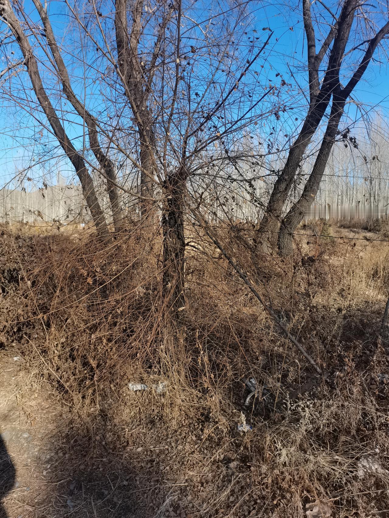 今年冬天的不同