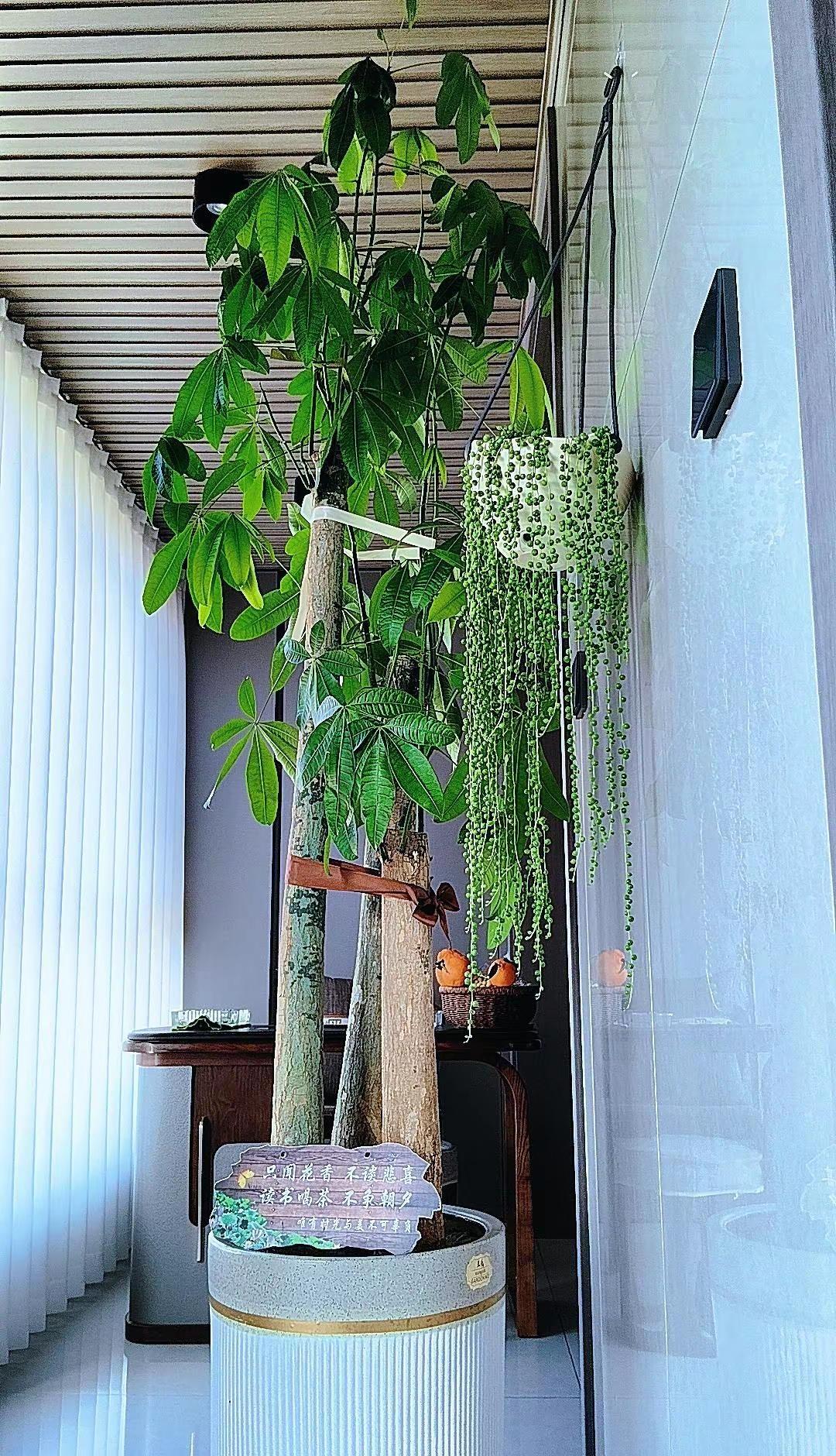 生生不息的绿，春意盎然，植物很好，努力生长的样子，很治愈！守静，向阳，安然。