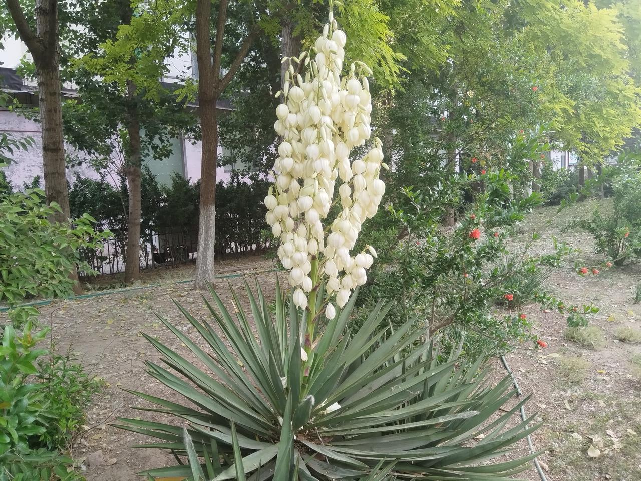 求高人指点一下，这是什么花？
这种花可以用盆栽吗？