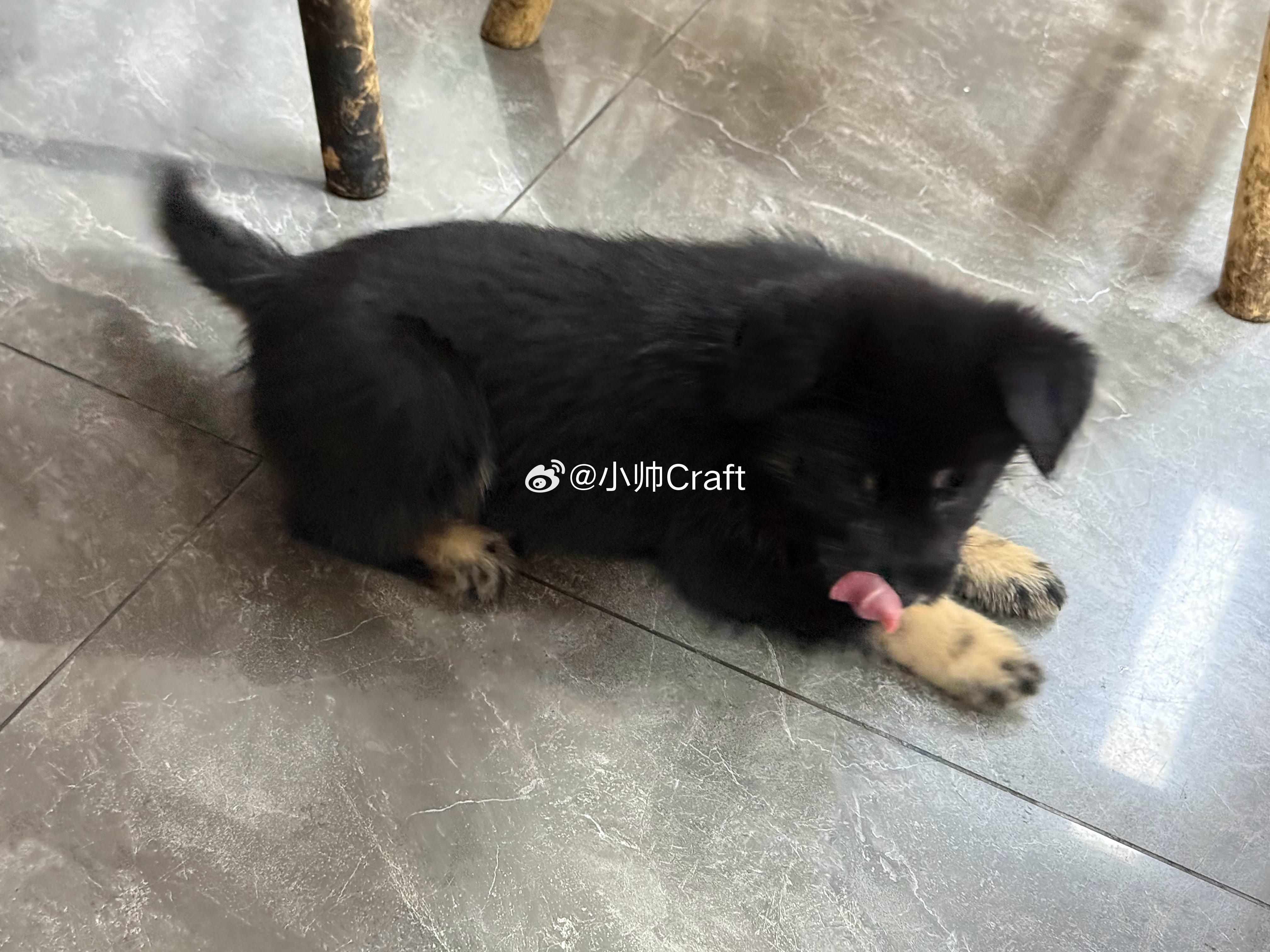 我还蛮喜欢店里有小狗小猫的！只要主人爱干净，真的挺有意思的，跑过来就趴我脚下了！