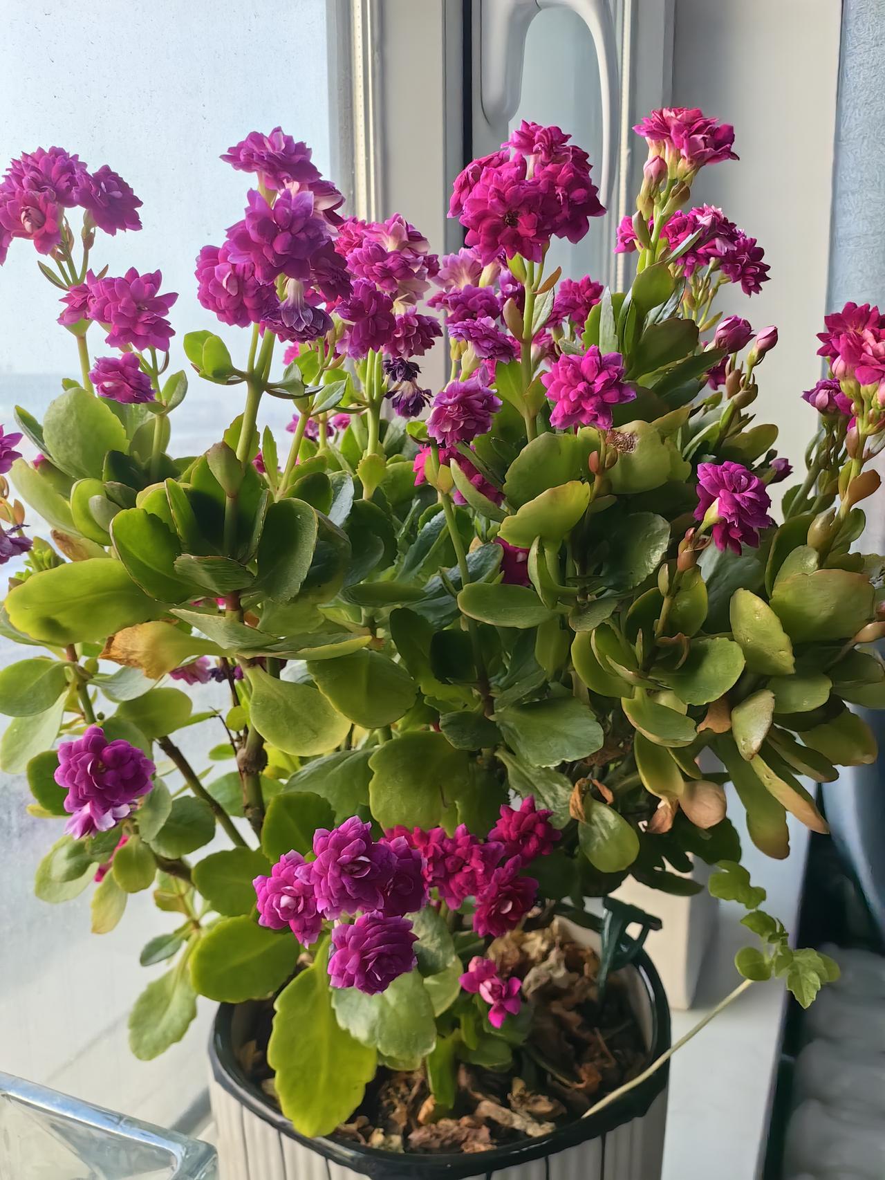 这是一盆很懂浪漫的长寿花🌸
多一簇则繁，
少一簇则疏，
红里透紫，
紫里透红，