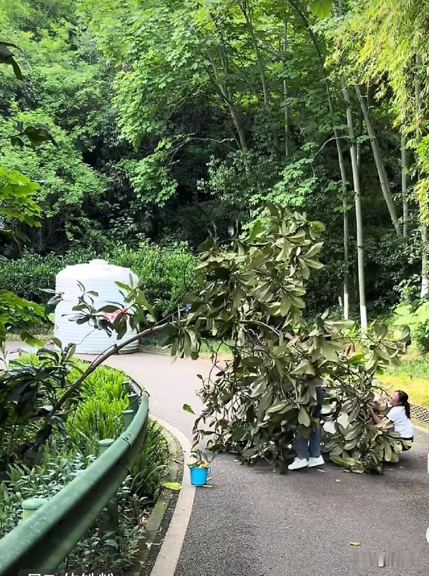 太不文明了，5月4日，网友拍到重庆照母山森林公园，有两名女子为摘枇杷，直接把一棵