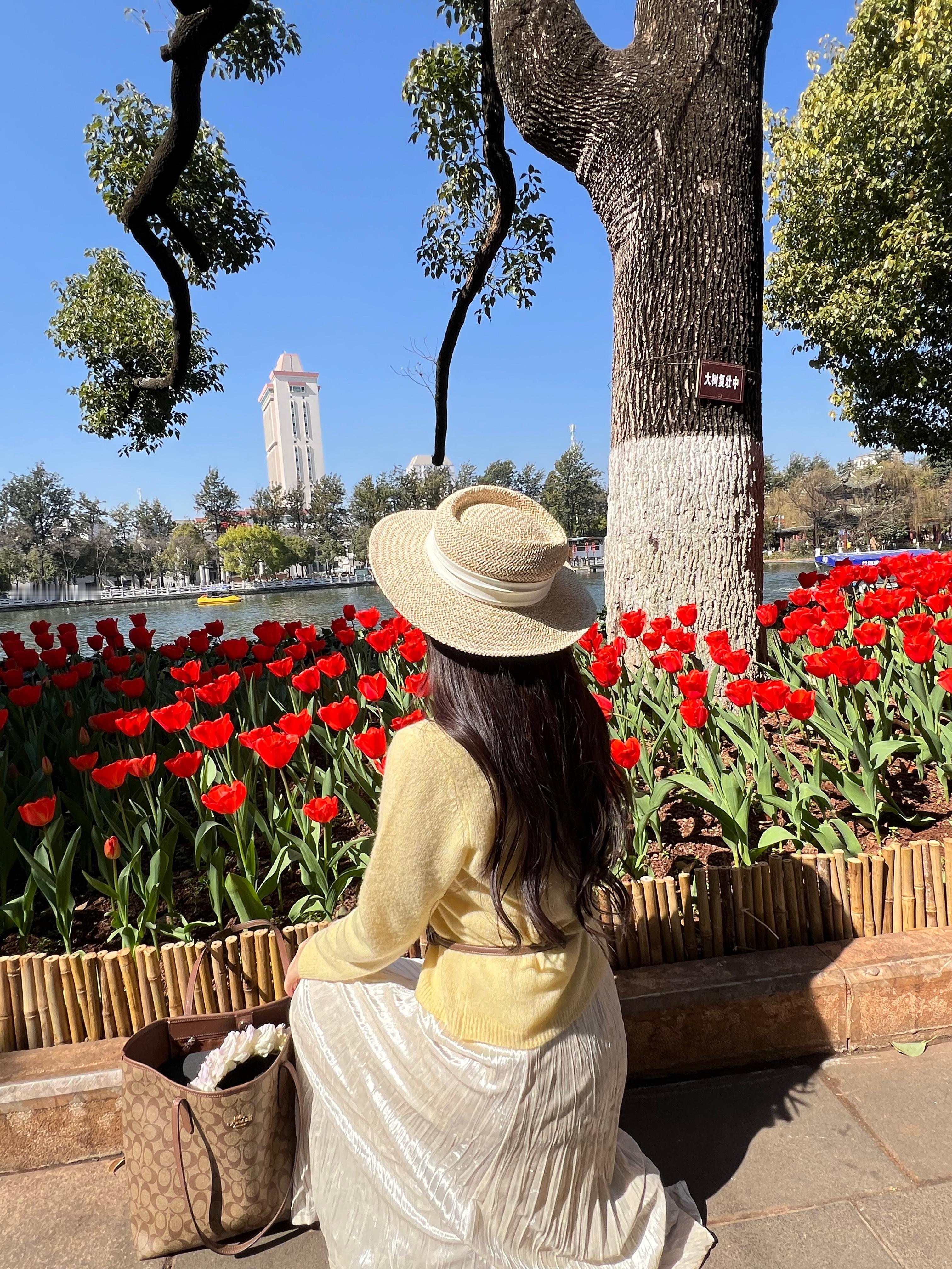 春城郁金香🌷 昆明·昆明翠湖公园