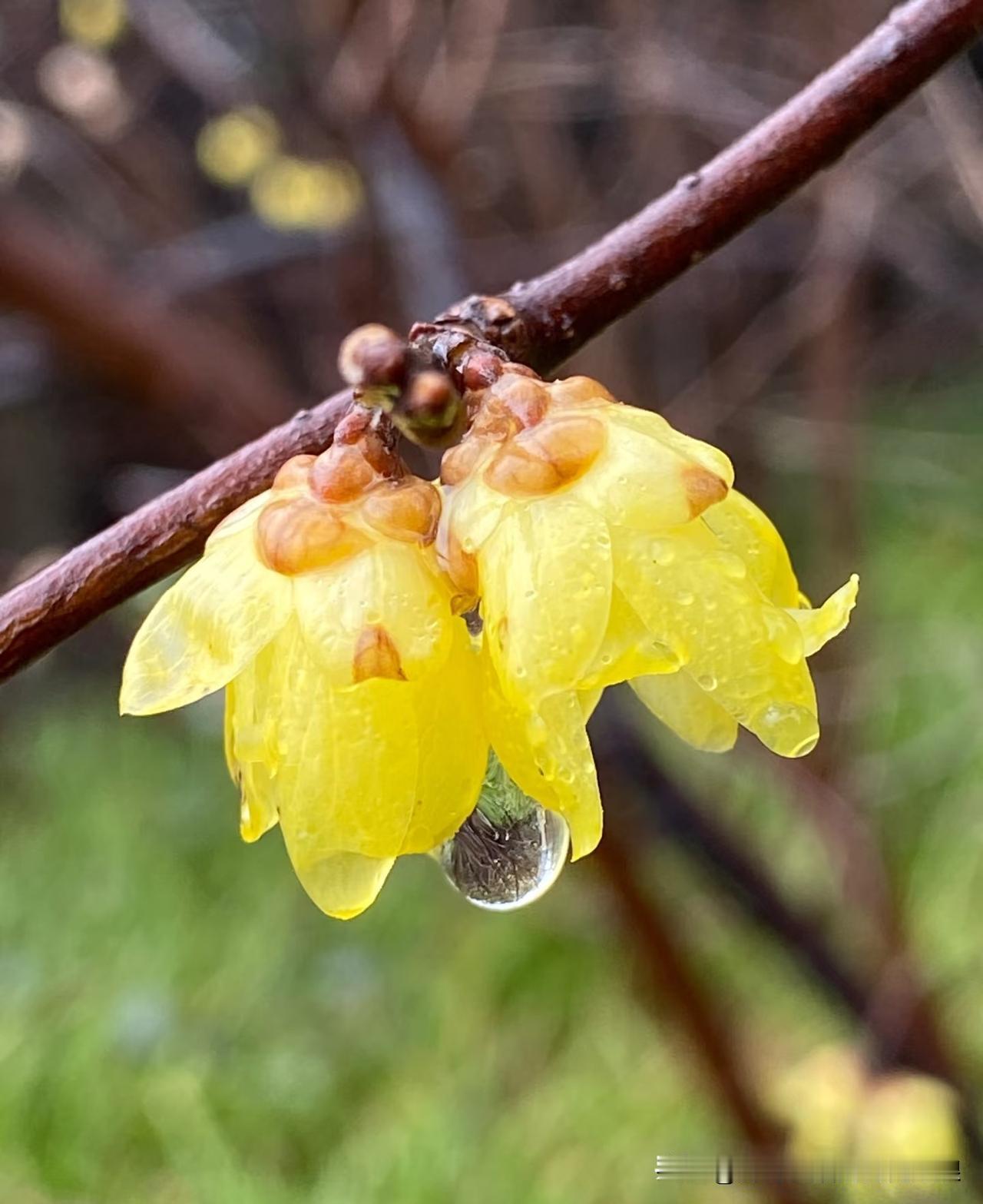冬雨淅淅沥沥，腊梅反倒开得更精神了。嫩黄的花瓣挂着水珠，像沾了蜜的小灯笼，看着就