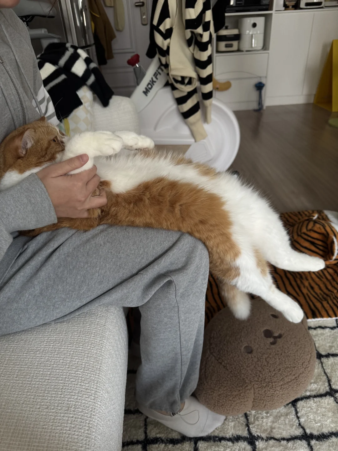 算啦 我们小猫咪只有摆烂一条路啦