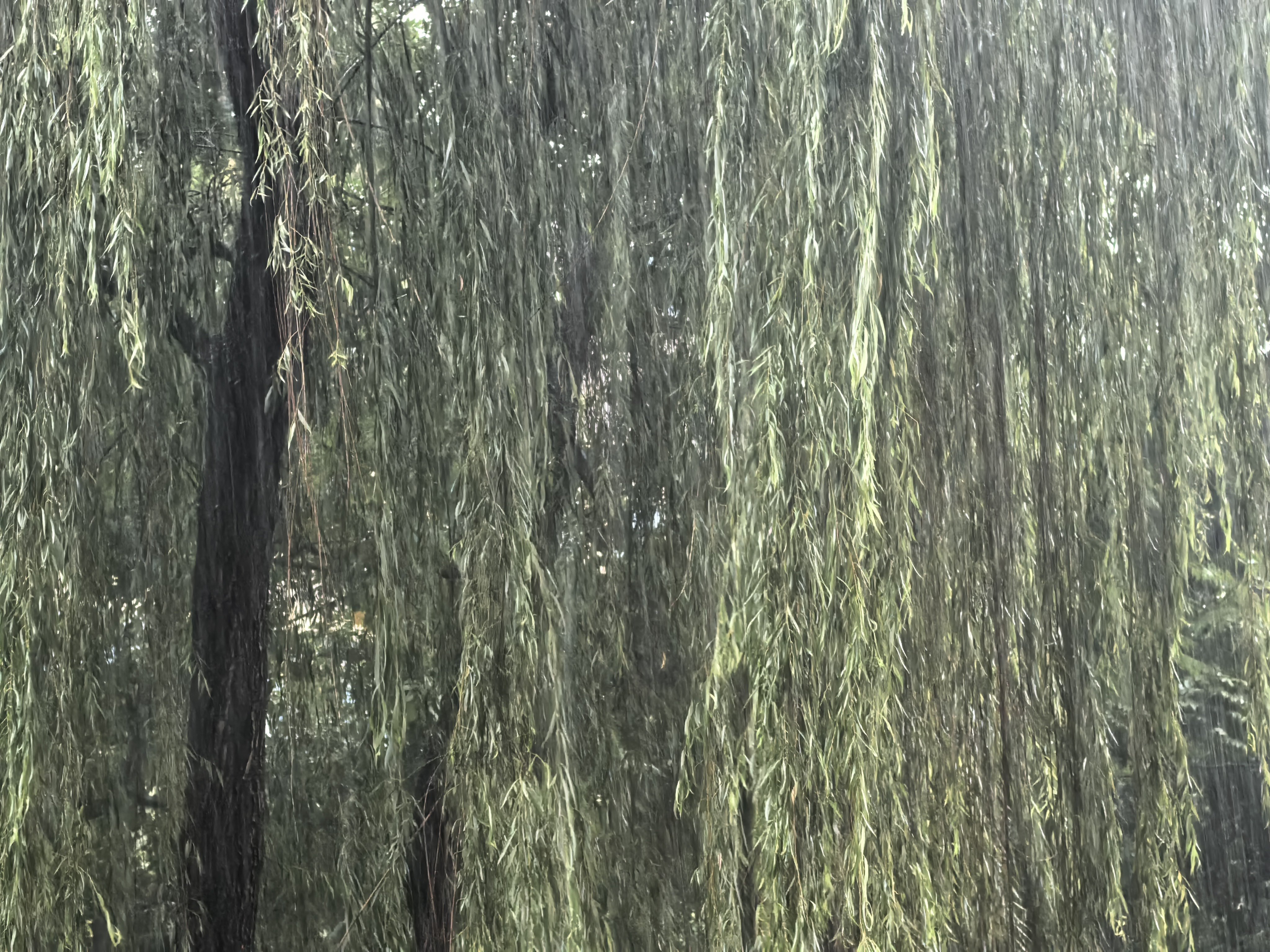 雨大到没法回家的程度。 
