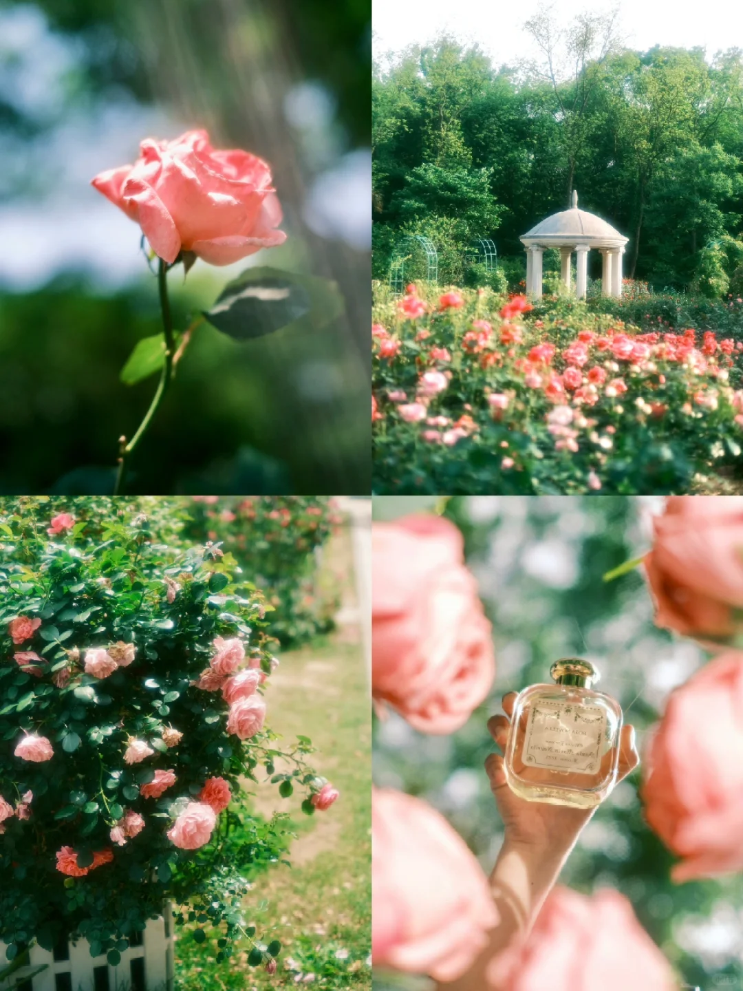 走进夏日的玫瑰园｜Fujifilm