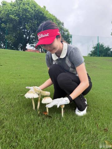 安崎采蘑菇的小姑娘安崎晒高尔夫球场的蘑菇在高尔夫球场练球的间隙，安崎发现雨后生长