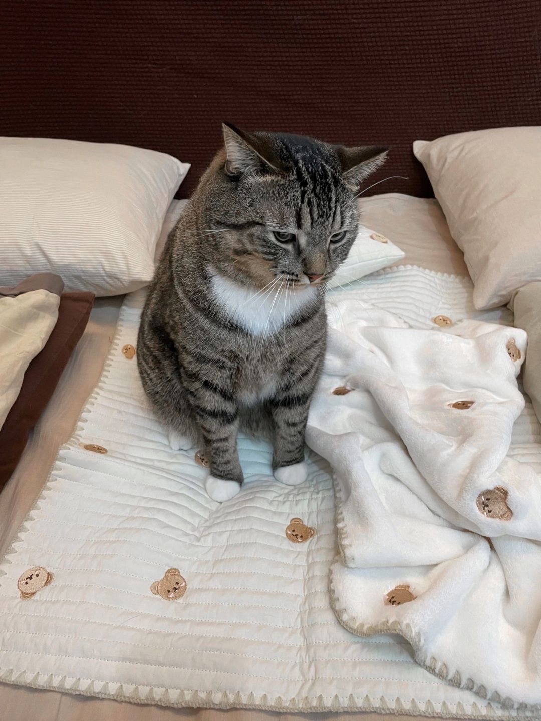 猫猫不洗jio，可以睡床中间吗？