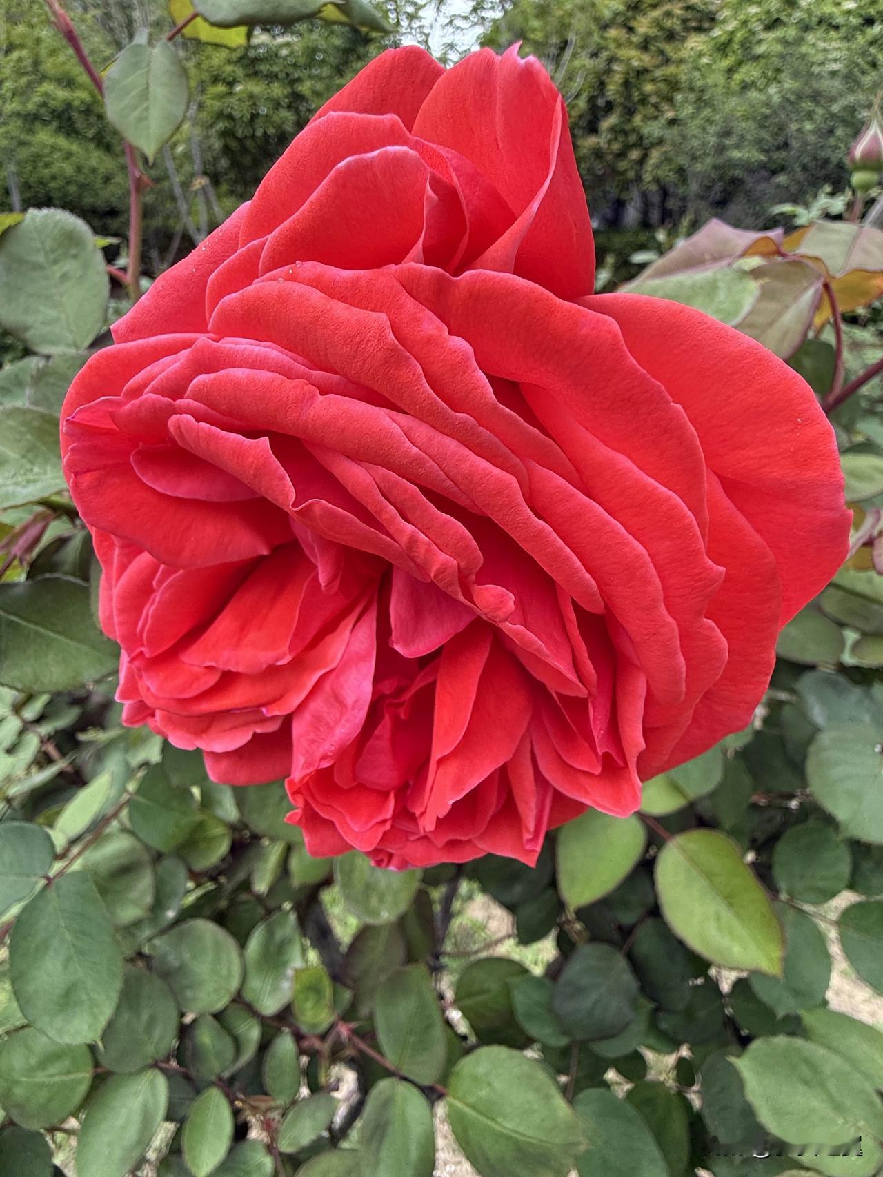 【小对联】
上：叩谢；
下：……？