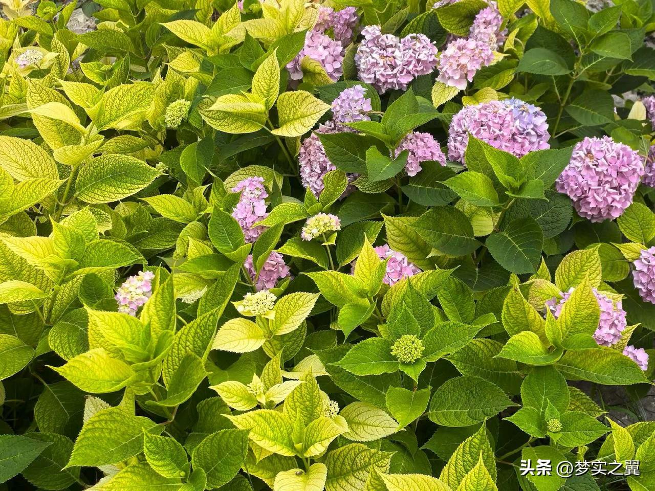 【小对联】
上：屠户；
下：……？
