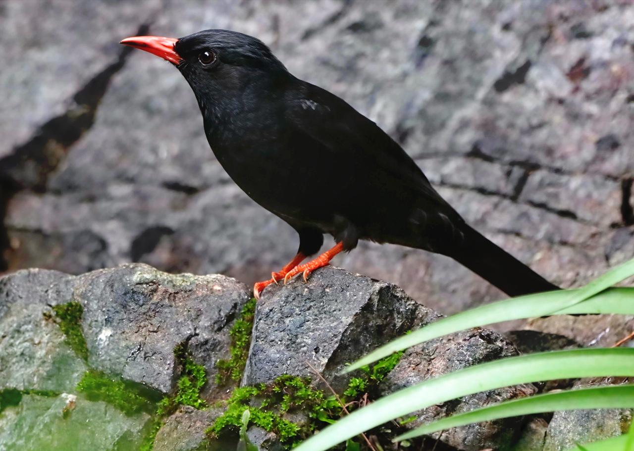 红嘴红脚的菜鸟[呲牙]也好看
