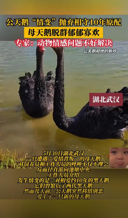 杭州湿地现“天鹅离婚案”！原配绝食3天，游客组团骂“渣鹅。
西湖湿地公园正上演着