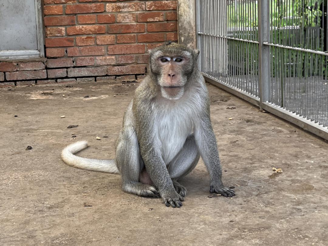 13万一只还抢不到！实验猴为啥成“天价网红”？
 
深山里的猴子彻底火了！现在一