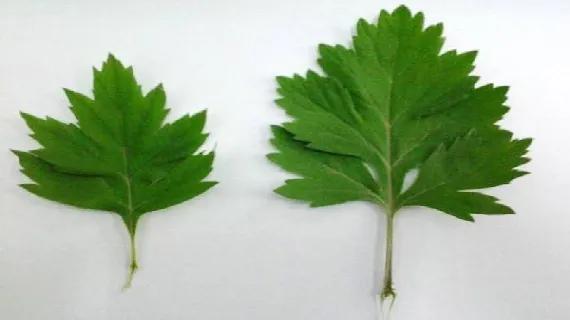 打卡夏日美照
