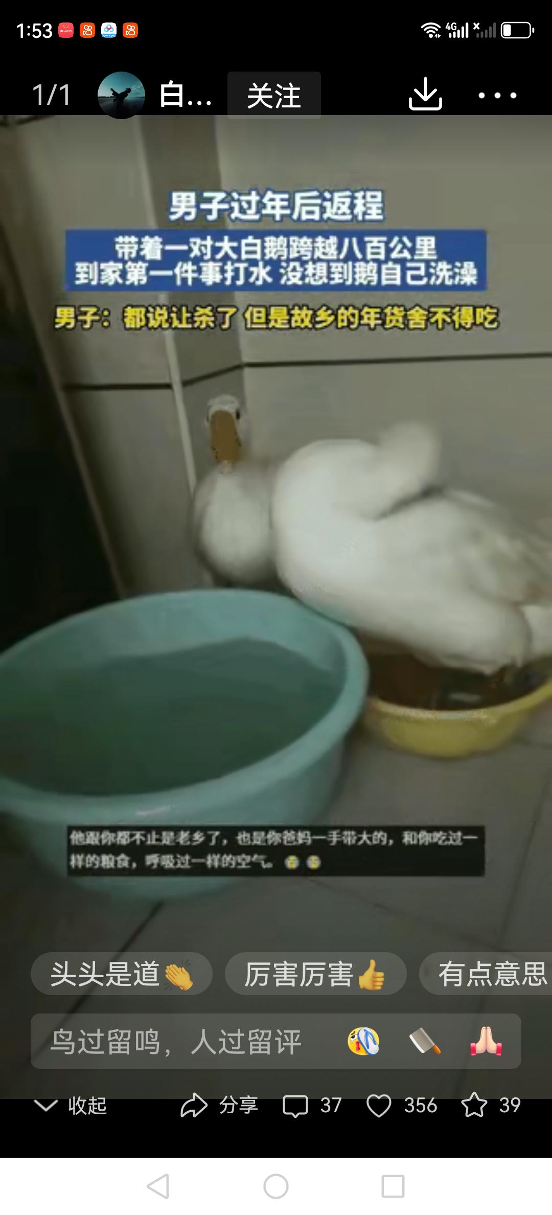 800多公里的折腾下来，这对大白鹅的一个小行为让好多人又心疼又好笑！河南郑州的张