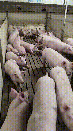 成精了，成精了！
这年头，要是不成个精，
都没法在人堆里混了！
二师兄听到喊他名