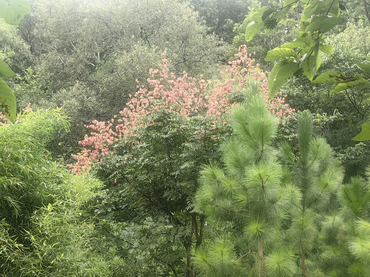 有没有一张随手拍是你的满意之作