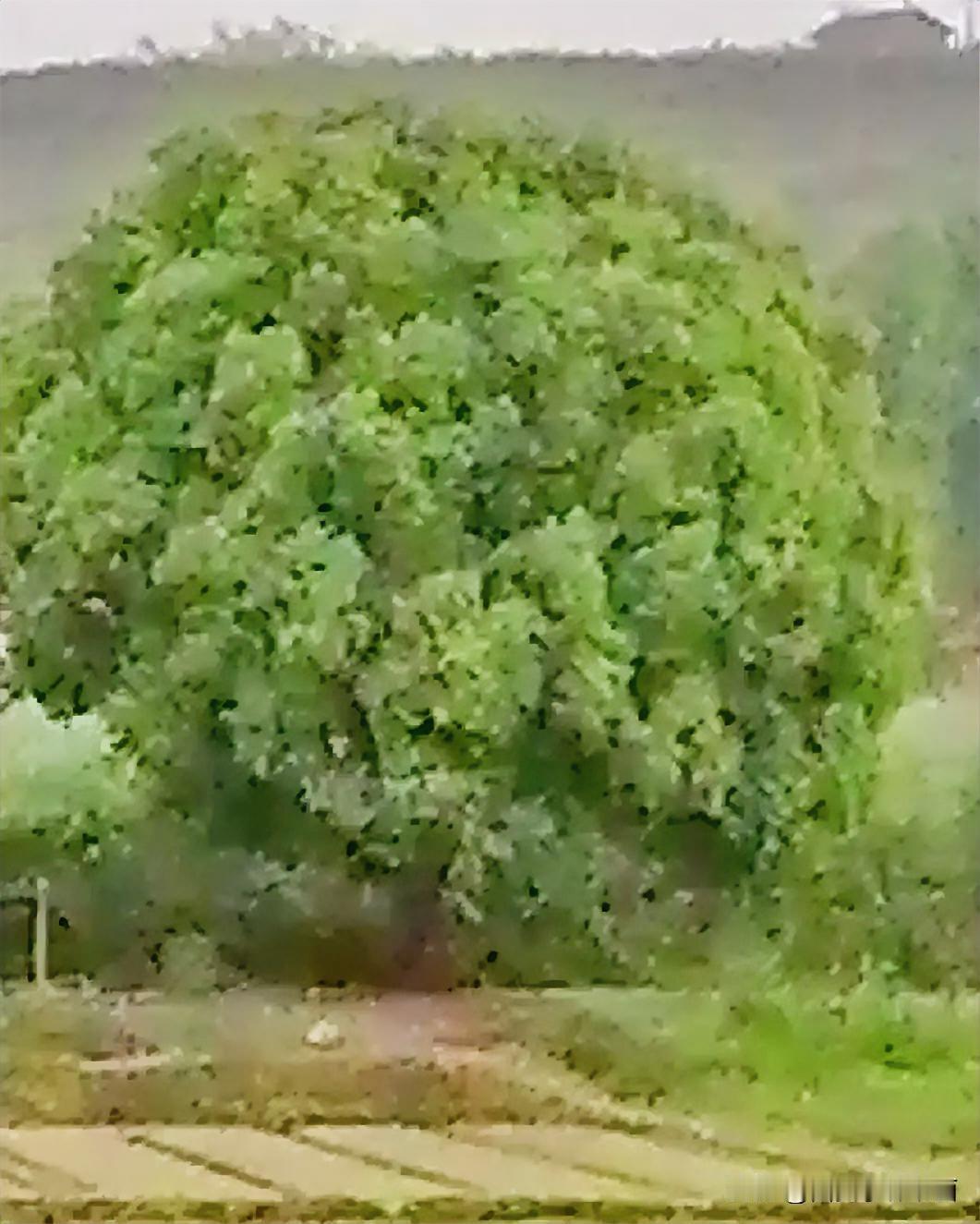 《疙瘩树，有多美：这是一棵香樟树，我从远距离拍摄的。这树冠己接近地面，我是第一次