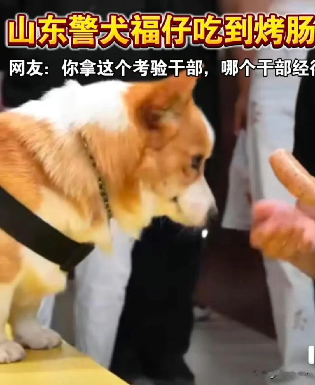 “福仔可爱遇烤肠，投喂瞬间眼放光，谁能不爱？💕