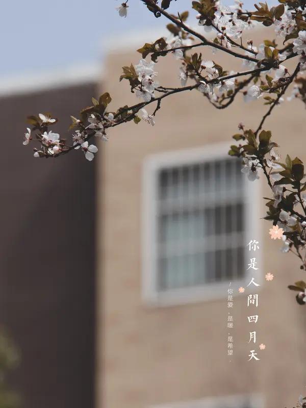 AI妙生图四月天，睡眠好，闻啼鸟。