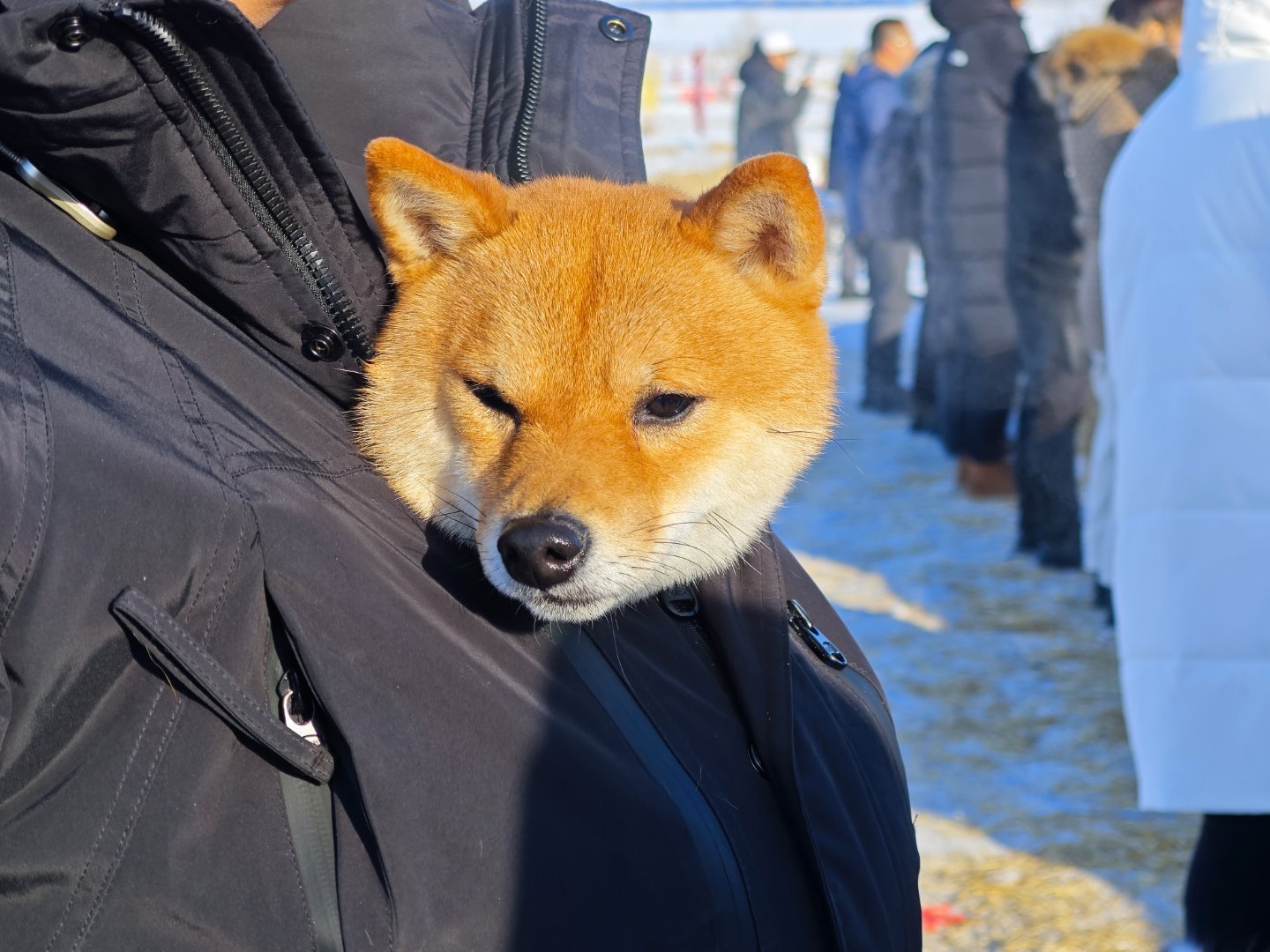 看把狗子冻成啥样了，别人是刷锅，腾势N8L就是玩。大v聊车腾势n8l 呼伦贝尔