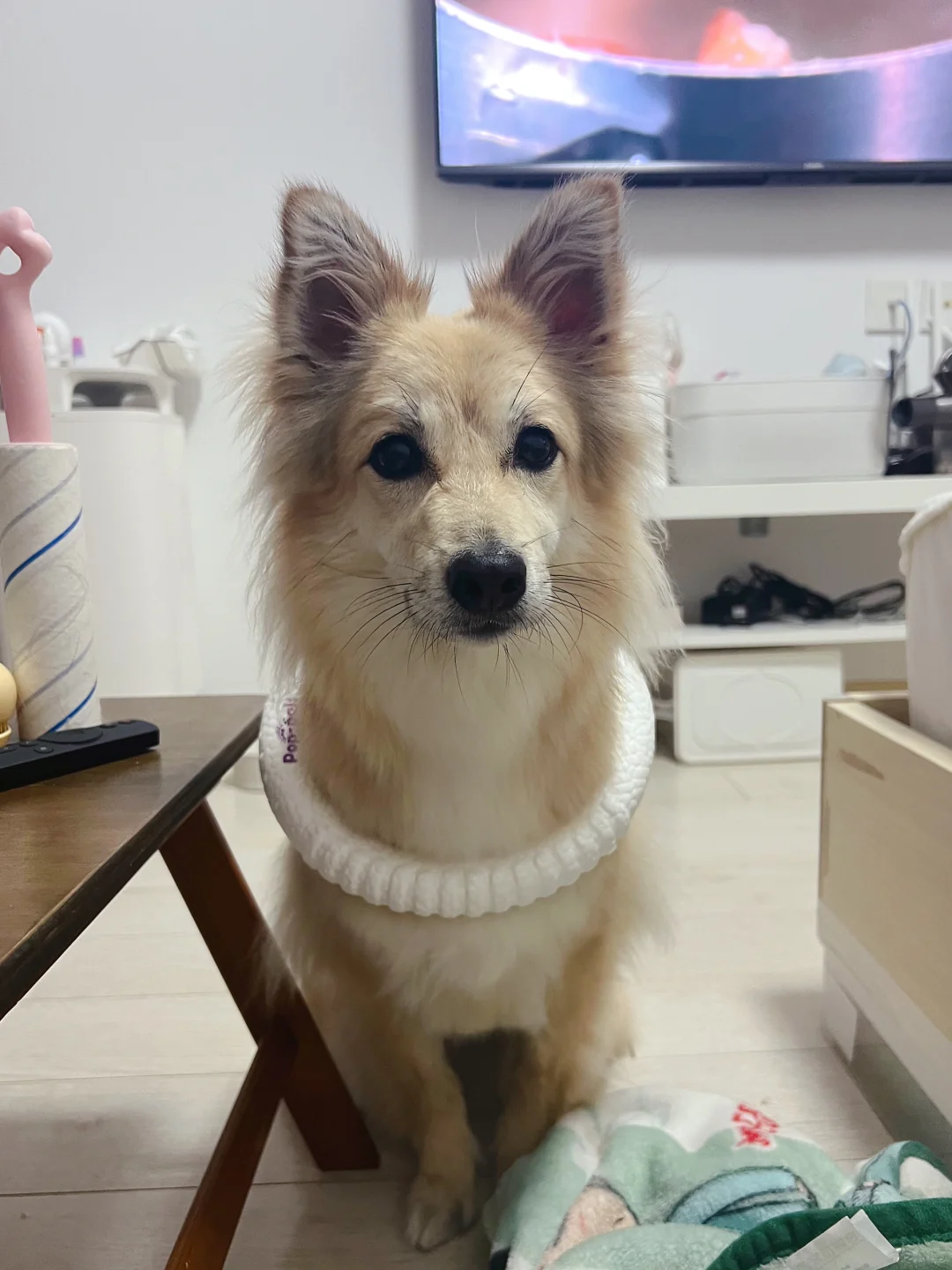 狗狗奢侈品开箱！飞环项链！