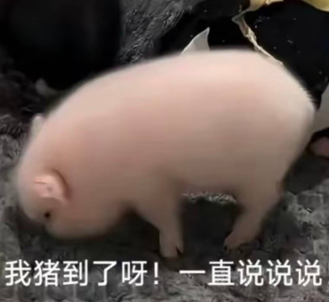 我萌哭了呀。 ​​​