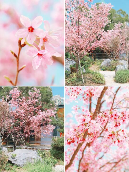 福州市中心的樱花开了！居然都没人！
