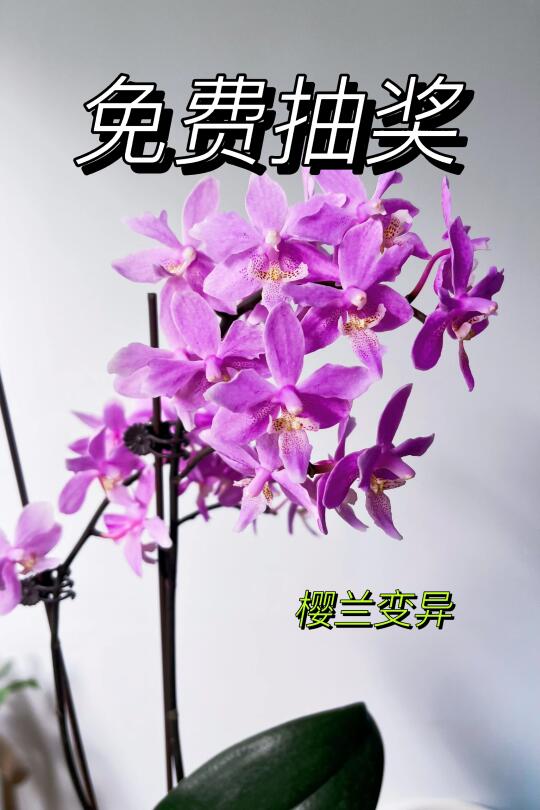 恭喜你中奖啦🎊新年宠粉福利，享春日繁花！